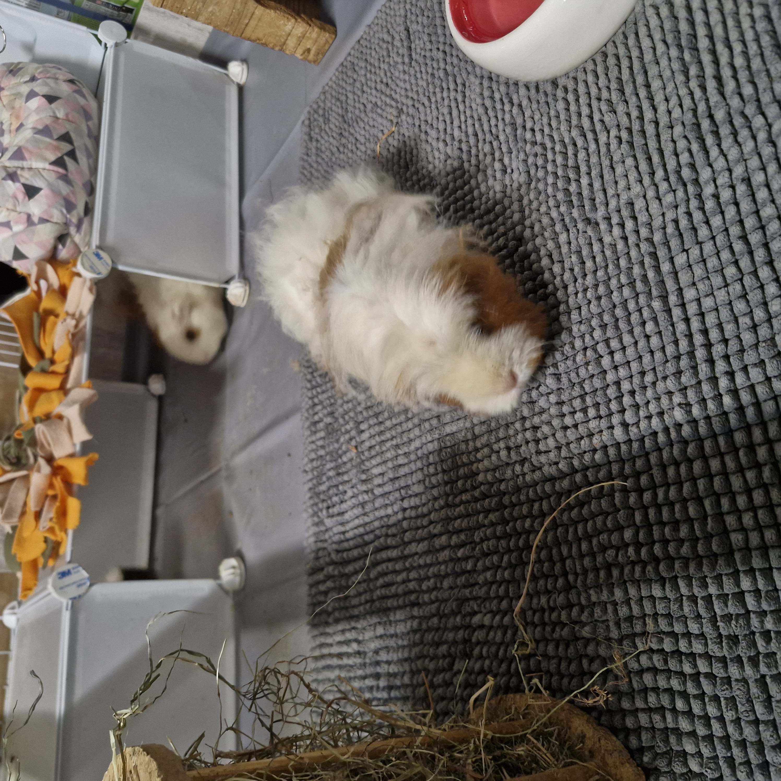 Choupette