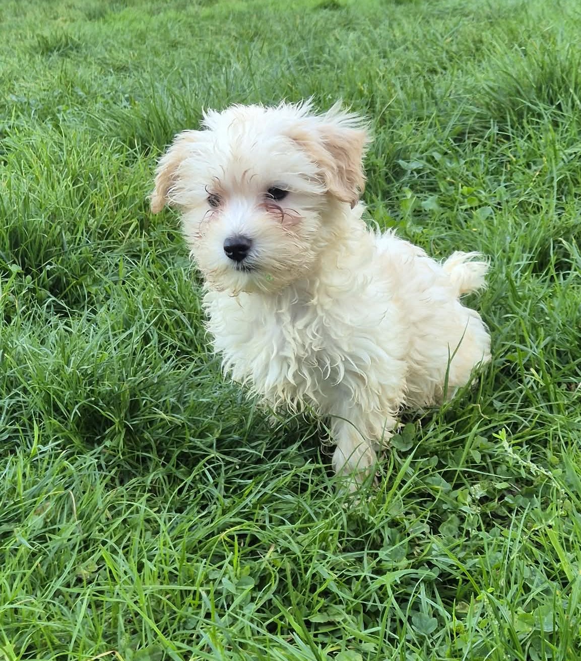 Oscar